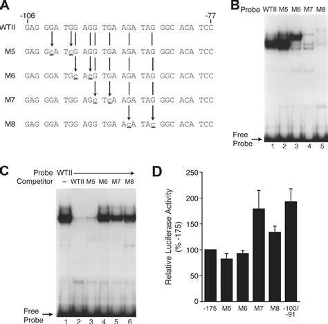 Characterization Of Promoter Elements Regulating The Expression Of The