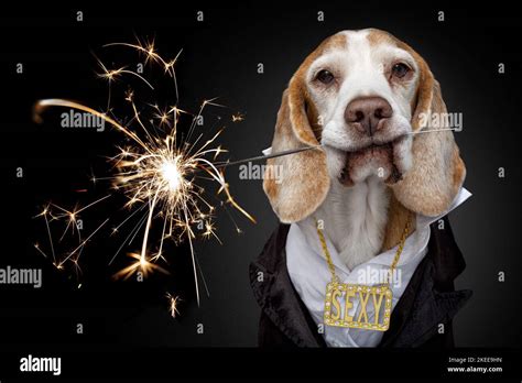 Beagle in costume Stock Photo - Alamy