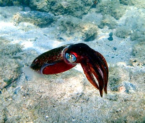 Caribbean Reef Squid – "OCEAN TREASURES" Memorial Library