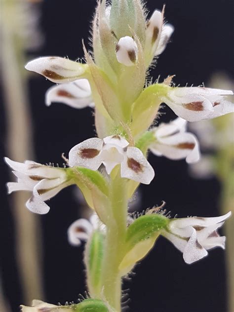 Jewel orchid flowers – Jewel orchids and Phaius by Carlise and Eike Jauch