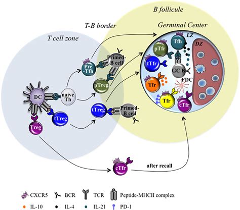 Frontiers Several Follicular Regulatory T Cell Subsets With Distinct