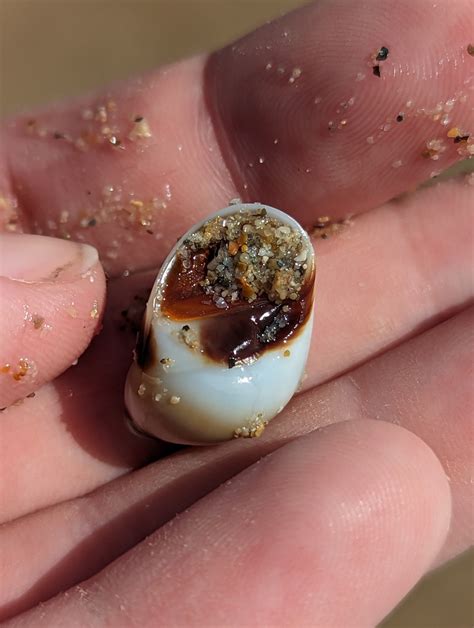 Conical Moon Snail From Livingstone Pt B Queensland Australia On