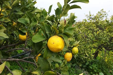 Why Are My Lemon Tree Leaves Turning Yellow