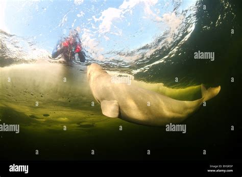 Freediver Swim With Beluga White Whale Delphinapterus Leucas Under