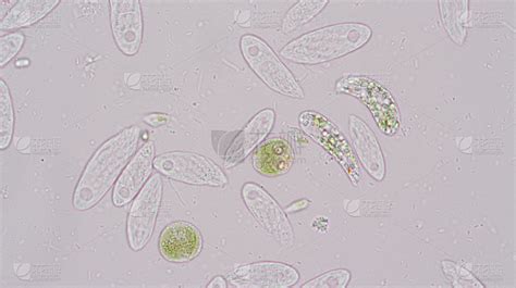 Euglena是一种单细胞鞭毛真核生物，显微镜下可用于教育。