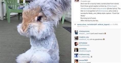 Meet Instagram Sensation Wally The Bunny