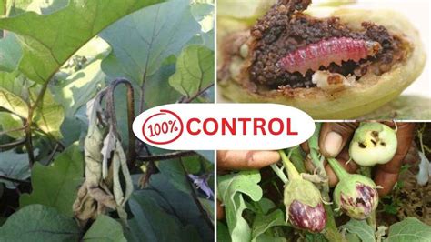 How To Manage Fruit And Shoot Borer Of Brinjal Resetagri