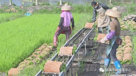 琼海博鳌镇北山村早稻插秧正当时 不负农时春耕忙 新闻中心 南海网