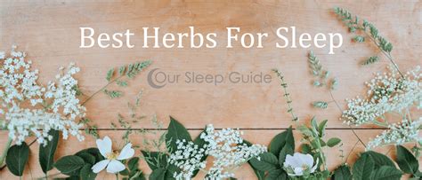 Best Herbs For Sleep Our Sleep Guide