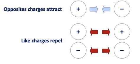 Equilibrium And Resting Membrane Potentials Flashcards Quizlet