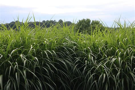 Wispy Tall Grass Photograph By Marcia Major Albert Pixels