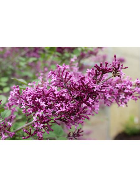 Syringa X Bloomerang Dark Purple Reblooming Lilac Salzsieder Nursery