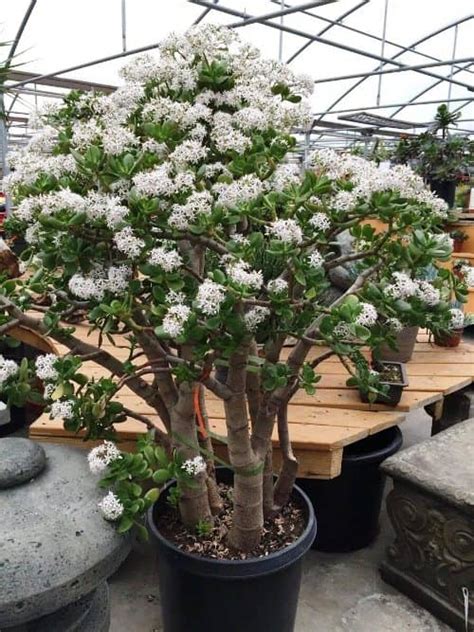 Tips For Growing A Tall And Bushy Jade Tree Global Gardening Secrets