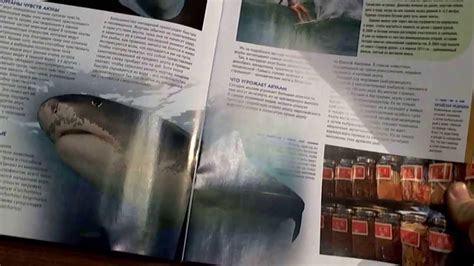 Чудеса природы журнал первый выпуск. - YouTube