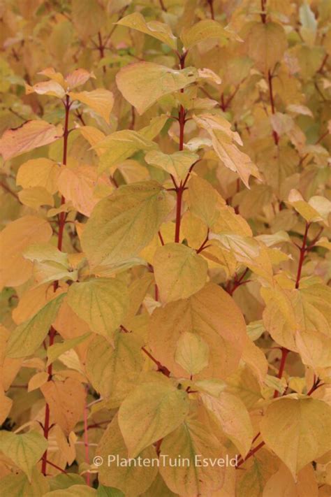 Cornus Sanguinea Annys Winter Orange Esveld Shop