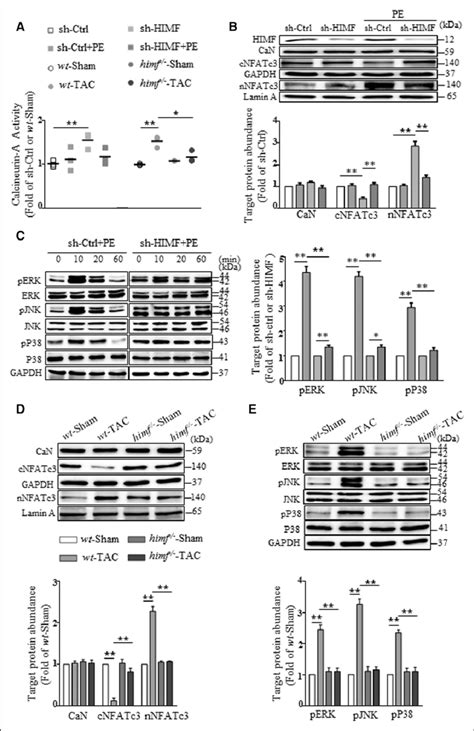 Himf Hypoxia Induced Mitogenic Factor Contributes To Can Nfat