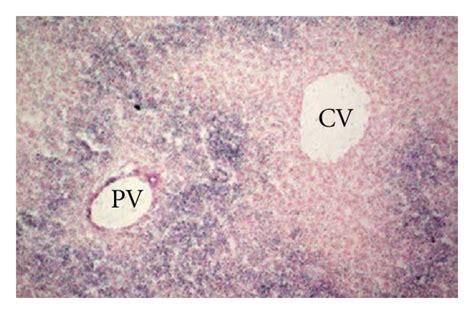 Figure A Complex Interplay Between Wnt Catenin Signalling And The