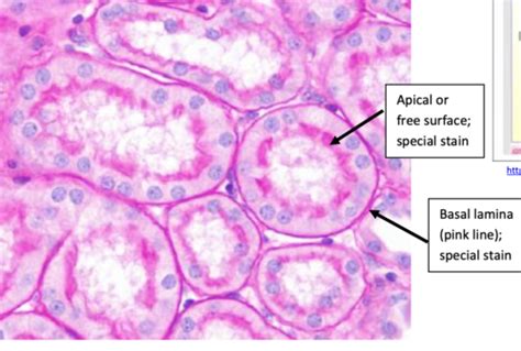 Histology Epithelium Flashcards Quizlet