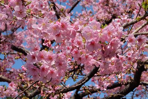 Free Images Nature Branch Flower Bloom Food Spring Produce