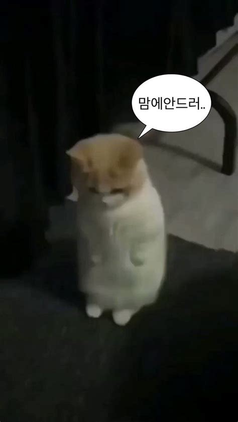 Pin by 한과 김 on 짤 Cute memes Really funny pictures Funny cute cats