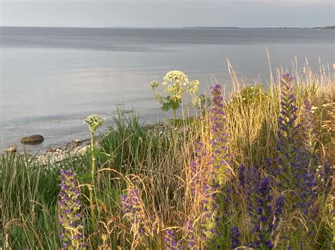 Kæmpe Bjørneklo Observation Nb 4206129 Naturbasen