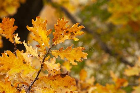 Yellow Oak Leaves In Autumn Stock Photo Image Of Green Woods