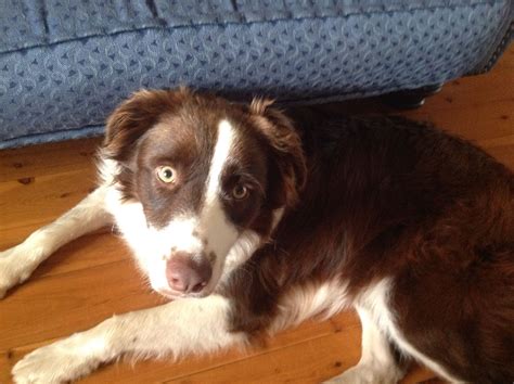 Milo Wanting To Go For A Walk Border Collie Collie Peppa