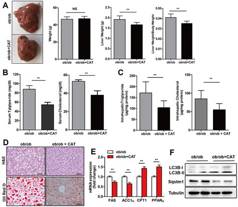 Catalpol Induces Autophagy And Attenuates Liver Steatosis In Obob And