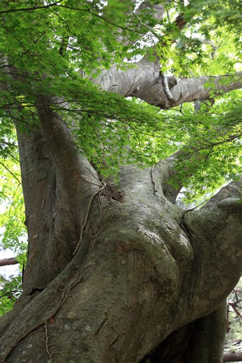 Free Images Tree Nature Forest Branch Wood Leaf Flower Trunk