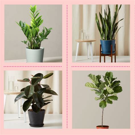 20 Best Tall Indoor Plants Large Houseplants For Easy Care