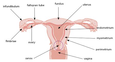 Cervix Anatomy, Location & Function - Lesson | Study.com