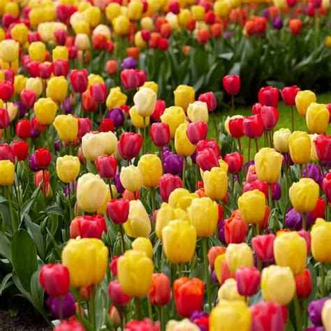 Garden State Bulb 12 Cm Spring Sunrise Mix Tulip Flower Bulbs Bag Of