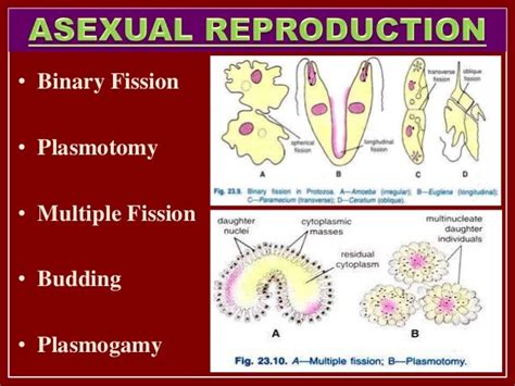 ️ Longitudinal Binary Fission In Euglena Fission Biology 2019 01 23