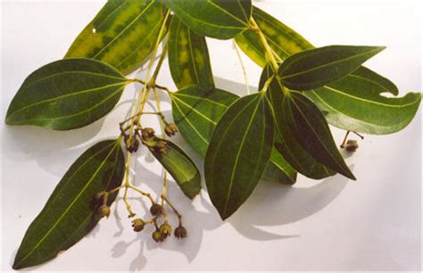 Cinnamomum verum - Wikipedia