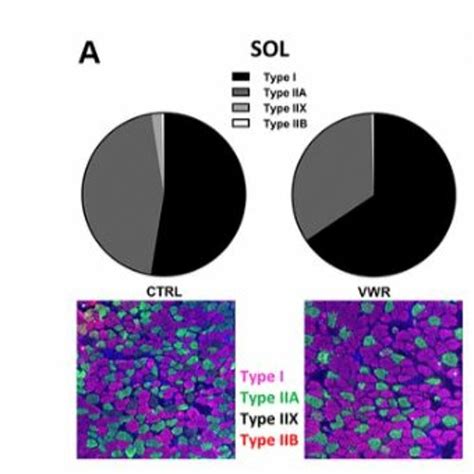 Stream Episode Body Weight Influences Musculoskeletal Adaptation To