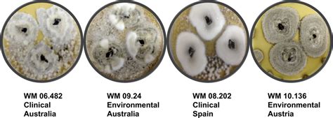 Colony Morphology Of The Four Different Strains Of S Aurantiacum