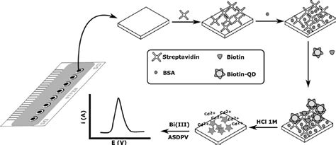 Schematic Diagram Of The Electrochemical Biosensor Array The Bioassay Download Scientific