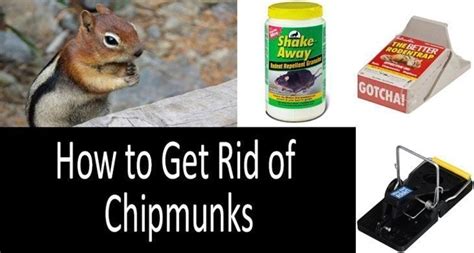 How To Get Rid Of Chipmunks The Best Traps Repellents Review