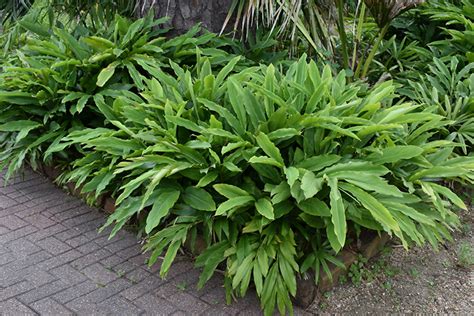 Dwarf Cardamom Buchanan S Native Plants