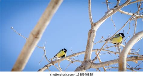 Two Tits Images Stock Photos Vectors Shutterstock