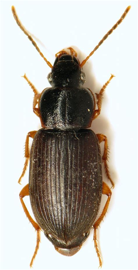 R F Insecta Coleoptera Carabidae Parophonus Parophonus