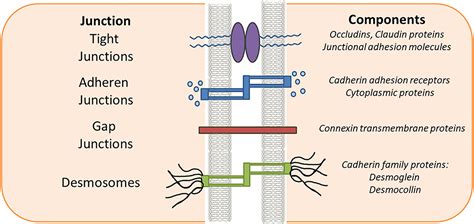 Frontiers Tight Junction Proteins And Signaling Pathways In Cancer And Inflammation A