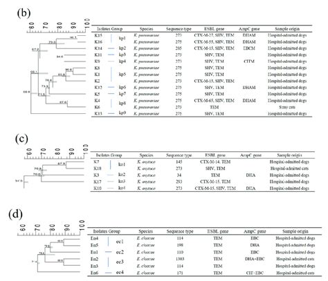 Dendrogram Of Pulsed Field Gel Electrophoresis PFGE Patterns Showing