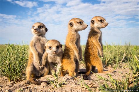 Photographing Meerkats - Will Burrard-Lucas Blog