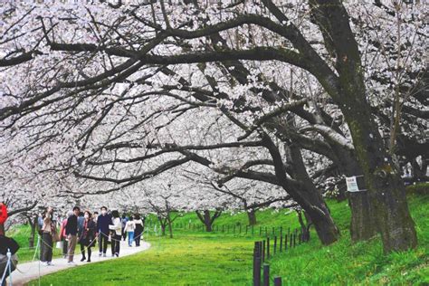 The 10 Best Spots For Sakura In Saitama Gaijinpot