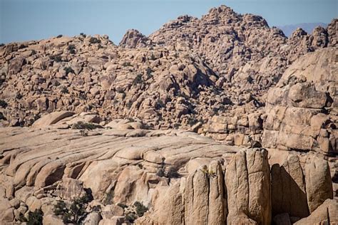 Bighorn sheep camouflages itself into ancient rock formations... so can ...