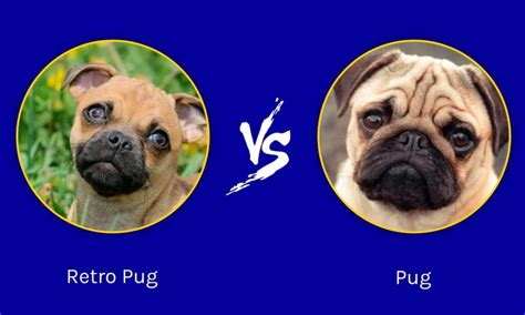 Retro Pug vs Pug: What’s the Difference? - A-Z Animals