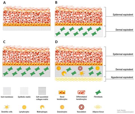 Evolution Of Human Skin Equivalents From Reconstructed Human Epidermis