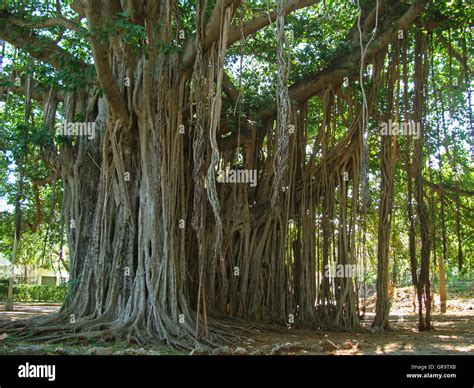 Big Ficus Tree In Havana Cuba Stock Photo Alamy