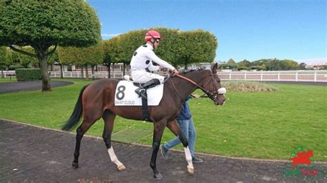 Le 13 Cosmo Beau est non partant dans le quinté de Saint Cloud le